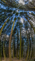 Dense pine tree woods