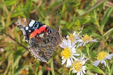 farfalla rossonera, vulcano (Vanessa atalanta)