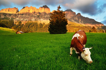 Cow under Dolomites