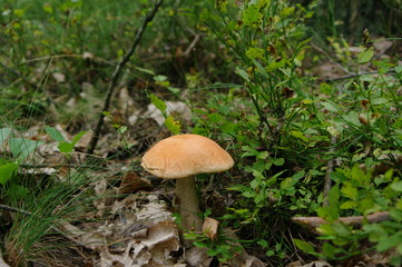 grzyb kozak © marexfh