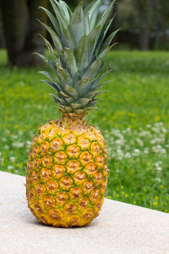 One pineapple standing on rock. Fruit isolate and grass