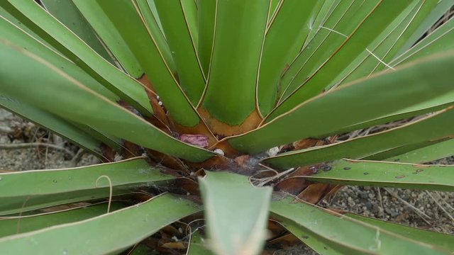 The long and thick leaves of the aloe vera plant found inside the garden in the city