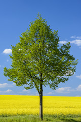 Tree in front of a rapeseed field