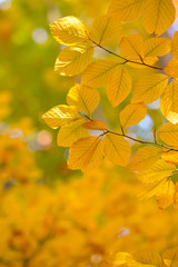 Obraz premium leaves in autumn season