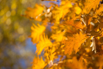 leaves in autumn season
