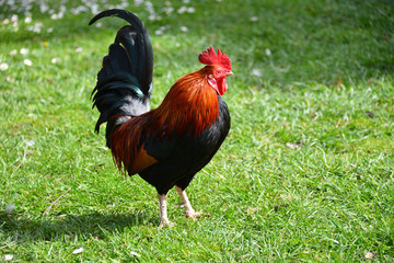 Hahn, Hühner, Bauernhof, Biohof, Bioeier, Eier, Federvieh, Vogelgrippe, Tierhaltung, Geflügel, Freilandhaltung, Tierhaltung, freilaufend, Landwirtschaft, Vogel