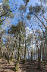 Dense eucalyptus tree woods