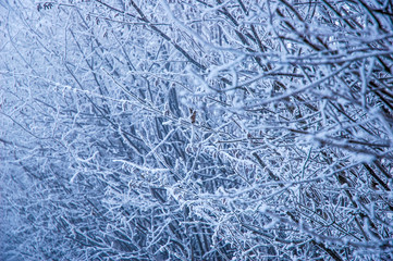 Frozen branches of a shrubbery