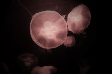 Obraz premium Rose Jellyfish