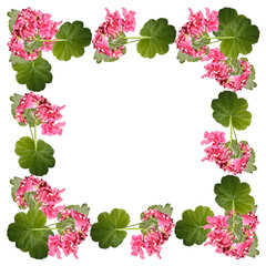 Beautiful floral pattern of pink pelargoniums 