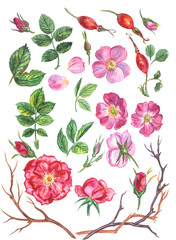 Set of rose hips. Watercolor rose hips on a white background.