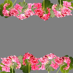 Beautiful floral pattern of pink pelargoniums 