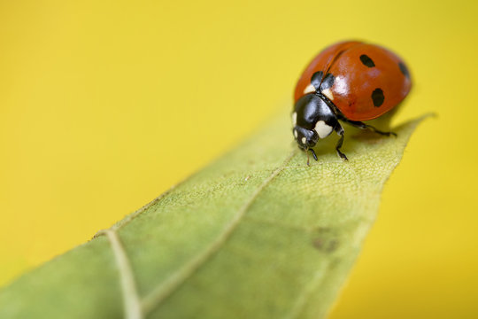 macro ladybug on the tip of a leaf on yellow background