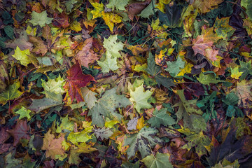 Autumn maple leaves on the ground