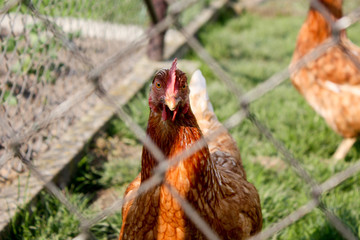 Curious hen