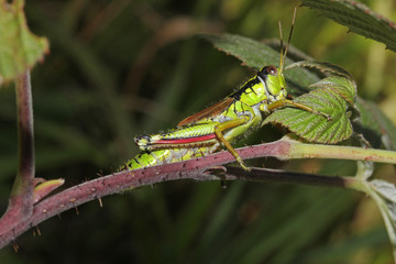 cavalletta verde e nera (Miramella irena)