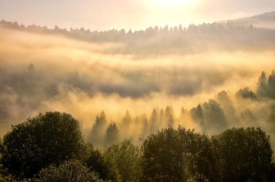 Fototapeta Rays of the sun and mist over the forest during wonderful autumn sunset