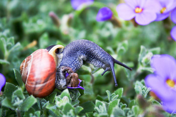 Obraz premium Snail on Plant