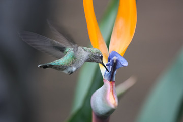 Hummingbird hovers and collects nectar at Bird of Paradise flower - 126585798