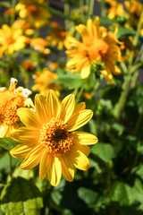 Flower in the Garden