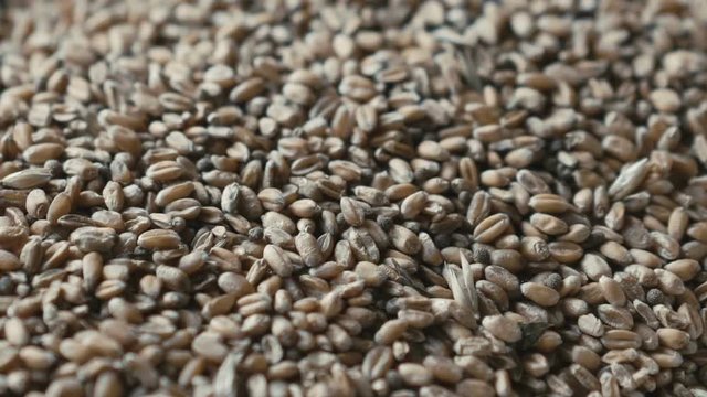 Background of golden wheat grains