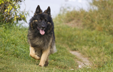 old german shepherd dog running