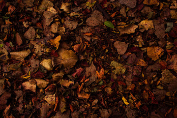 Fall Vibrance