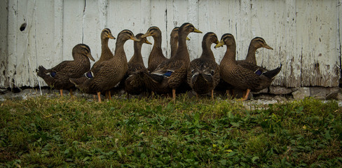 Ducks in a Row