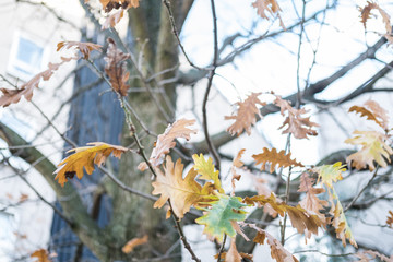 Tree Branch with yellow leaves, autumn. With blue sky background