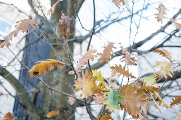 Tree Branch with yellow leaves, autumn. With blue sky background