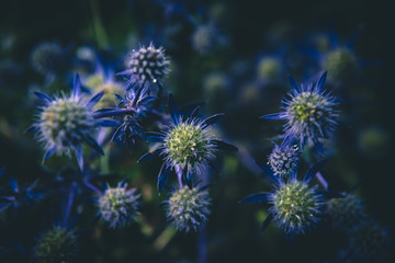 Purple buds.