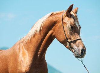 Fototapeta premium portrait of chestnut arabian colt at sky background