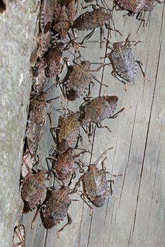 cimice bruna (Halyomorpha halys)