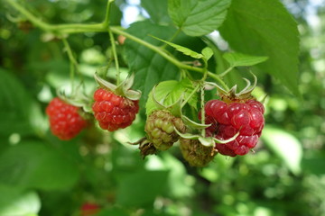 Raspberry bush