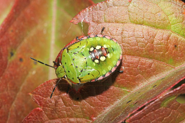 cimice verde (Nezara viridula) stadio larvale