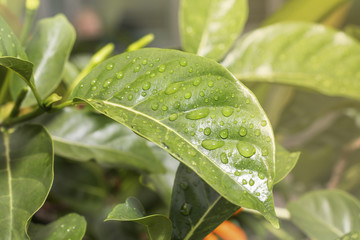 grop of green leaf and water drop, yellow flower and water drop ,water drop,short life