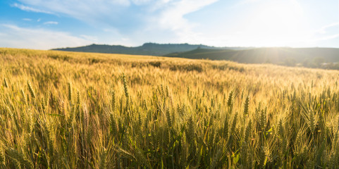 Campo di grano, vista panoramica.