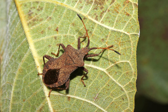 cimice bruna (Coreus marginatus)