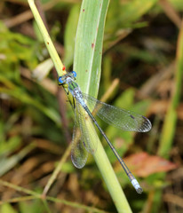 piccola libellula dagli occhi azzurri (Lestes sponsa)