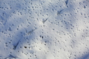 the texture of the bird's footprints in the snow