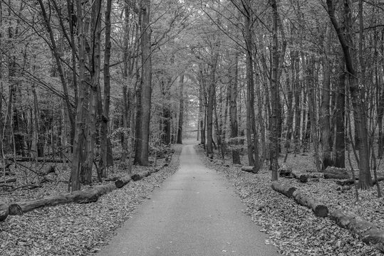 narrow asphalt road in colorful autumn forest, black and white