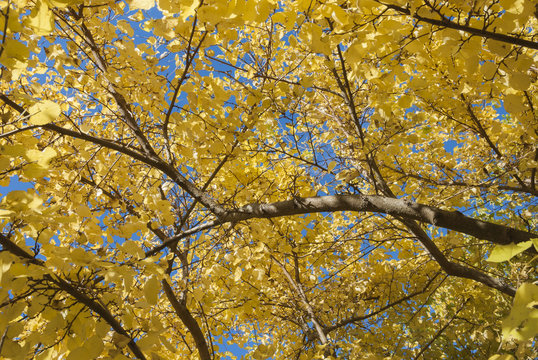 Yellow foliage in autumn