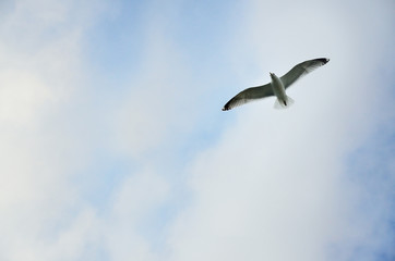 Seagull on the blue summer sky in Sweden