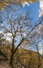 Fototapeta na wymiar oak trees