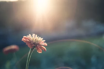 Deurstickers Bloemen Lone flower in sunlight