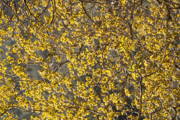 oak tree yellow leafs