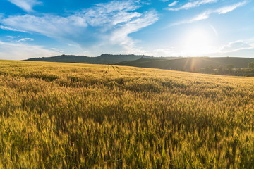 Campo di grano in collina