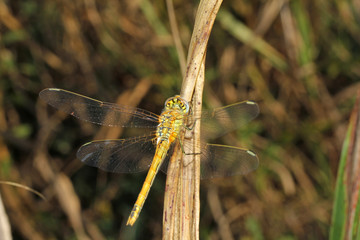 libellula gialla (Sympetrum flaveolum)
