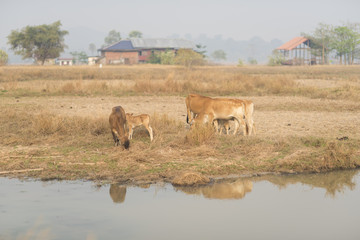 Cows grazing in green meadow. Summer landscape, retro color.