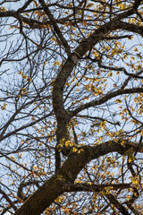 oak tree yellow leafs